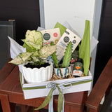 Plant Lover Hamper