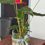 Large Water Plant