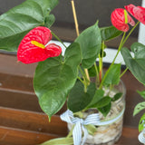 Large Water Plant