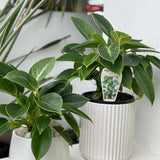 Small Indoor Plant