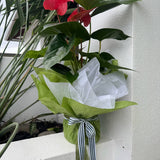 Large Indoor Plant