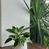Small Indoor Plant
