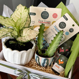 Plant Lover Hamper