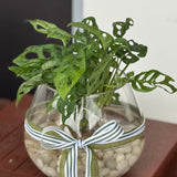 Medium Water Plant