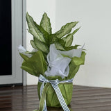 Medium Indoor Plant