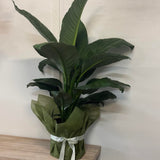 Peace Lilly - Large