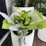 Small Indoor Plant